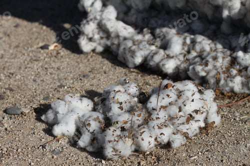 Preview: A Closeup Of A Boll Of Cotton Fresh From The Field 4681