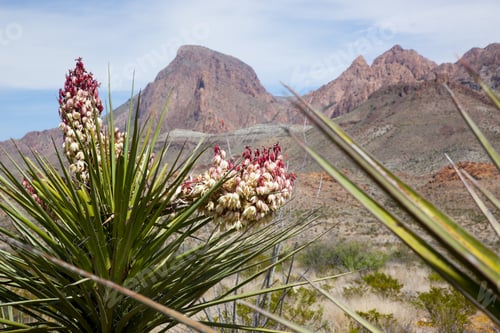 Preview: Yucca Cactus And Mountain In The Background