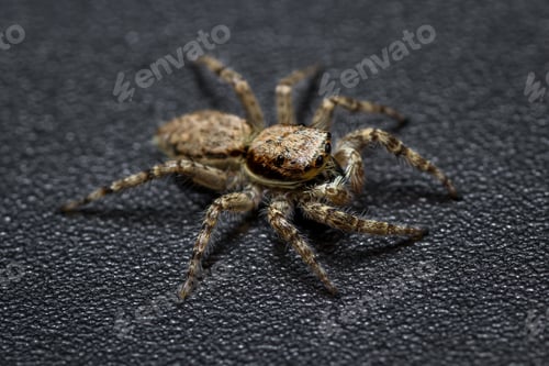 Preview: Close Up Of A Tiny Little Jumping Spider On A Dark Background