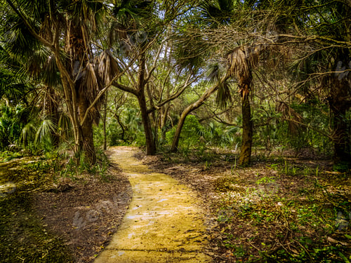Preview: Nature Background Of Golden Light On A Concrete Pathway Curving Through A Florida Forest Of Oak And
