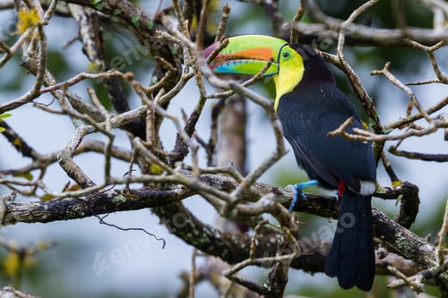 Preview: Close Up Of A Keel Billed Toucan Perched On A Tree Branch In Tropical Costa Rica