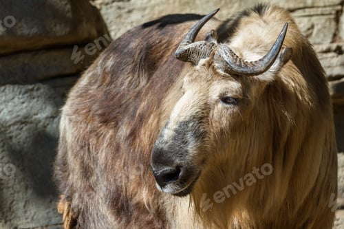 Preview: Close Up Of A Takin, A Tibetan Mammal Found Often In The Himalayas. This Picture Was Taken At A Zoo.