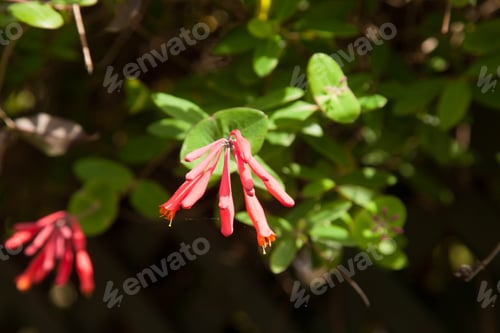 Preview: Red Flower With Green Leaves