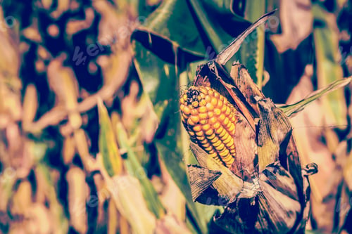 Preview: Corn Field