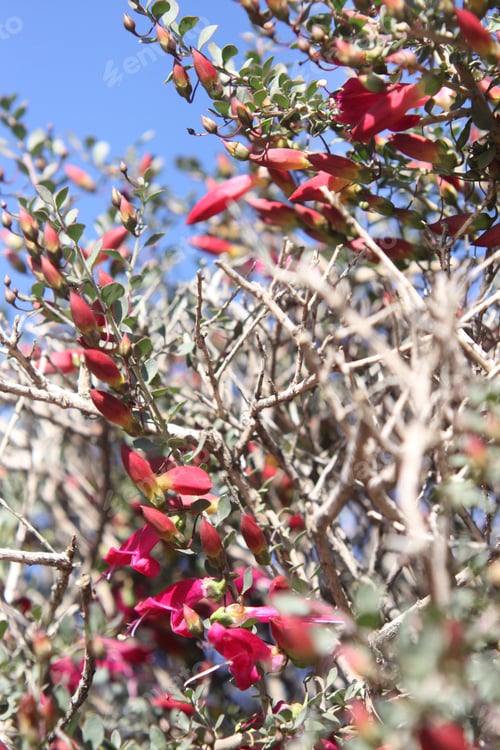 Preview: A Desert Penstemon Bush With Bright Pink Flowers 6499