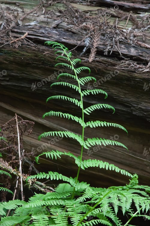 Preview: Green Fern Against A Tree Trunk