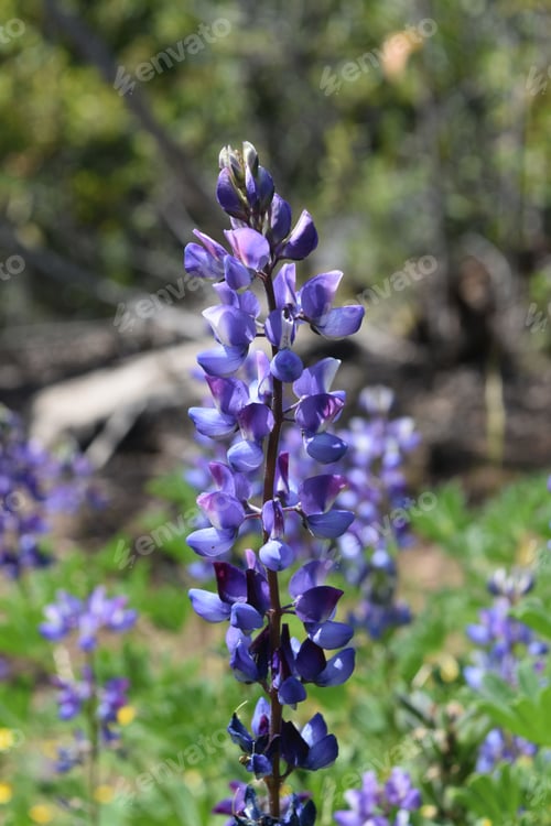 Preview: Beautiful Lupin Flower In A Field Of Wild Flowers