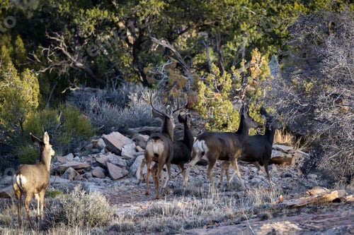 Preview: Mule Deer Family In Direct Afternoon Sunlight In Red Sandstone Characteristic Of The American