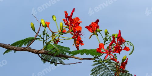 Preview: Close Up Of A Group Of Red Tropical Flowers On A Flowering Tree Against The Sky