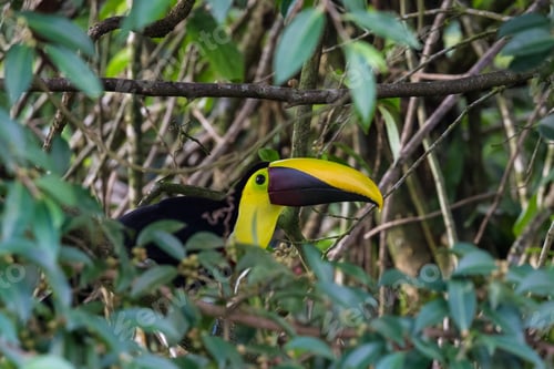 Preview: Chestnut Mandible Toucan Perched On A Branch In San Carlos Costa Rica