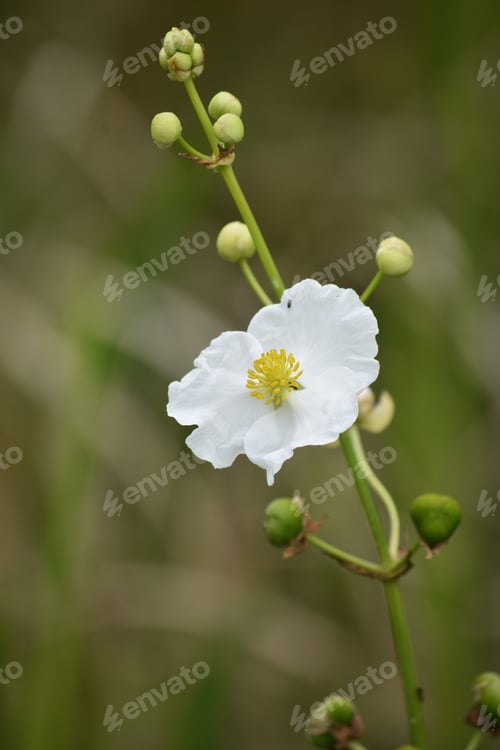 Preview: White Flower Up Close In New Orleans.
