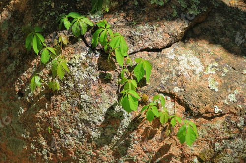 Preview: Virginia Creeper On A Rock Boulder - Colors In Nature Background - Light And Wonders Of Life