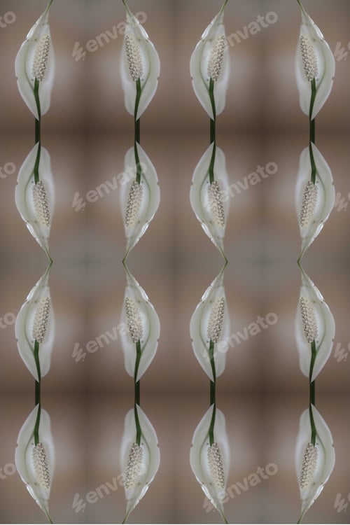 Preview: A Peace Lily House Plant Abstract With A Blooming White Flower 0517