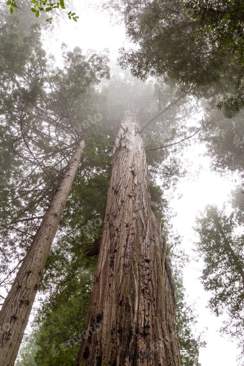 Preview: Wide Angle View Of Some Of The Tallest Trees In The World, The Redwoods In Northern California