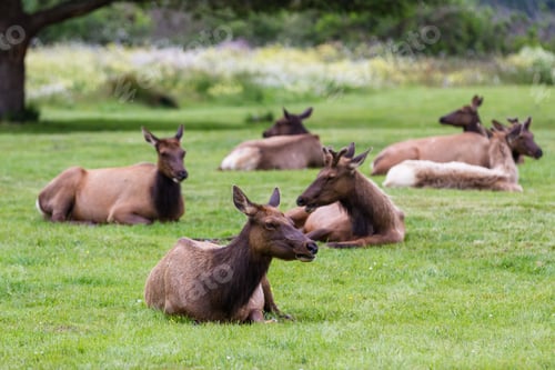 Preview: Herd Of Roosevelt Elk Relaxing On Green Spring Grass In Northern California