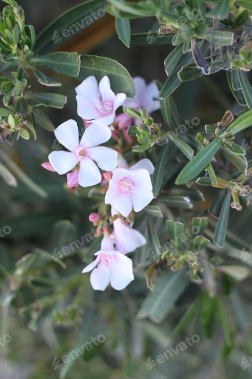 Preview: A Bush With Oleander Flowers 6537