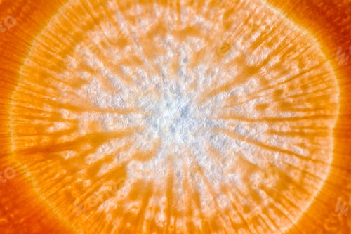 Preview: Close Up Of A Thin Slice Of Carrot Back Lit With A Beautiful Pattern And Glowing Orange Color