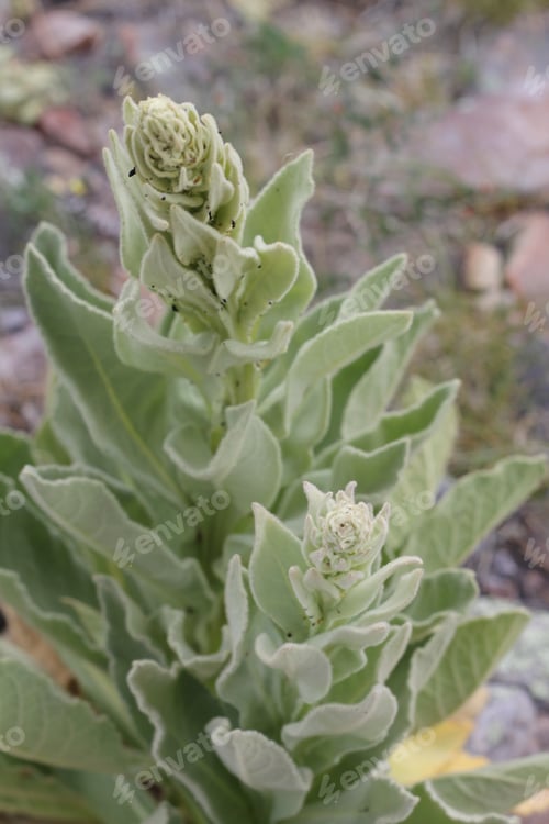 Preview: A Verbascum Thapsus Plant With Green Leaves 8458