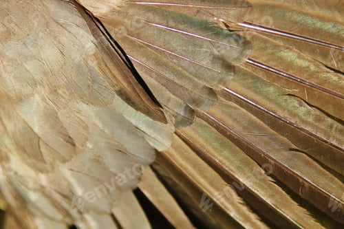 Preview: Fine Feathers - Grey Background - Natural Textures And Colors