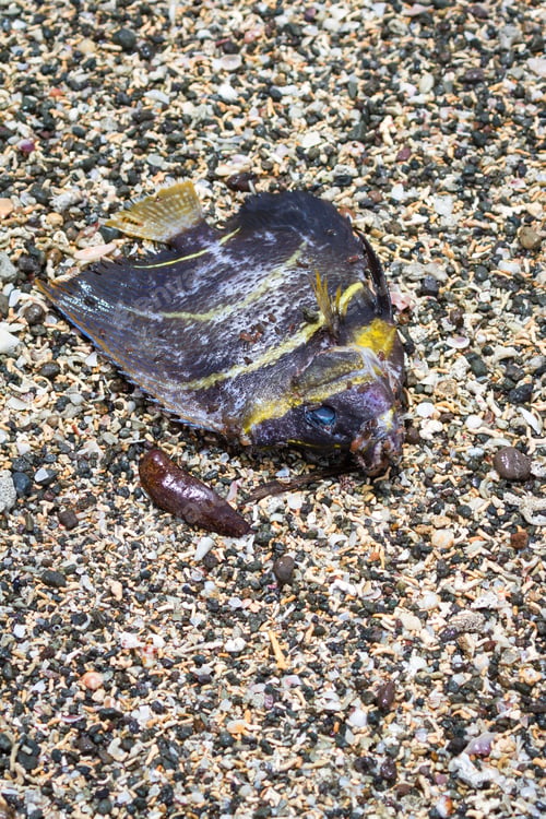 Preview: Close Up Of A Small Dead Tropical Fish On The Beach With Small Slugs And Insects Eating Away The