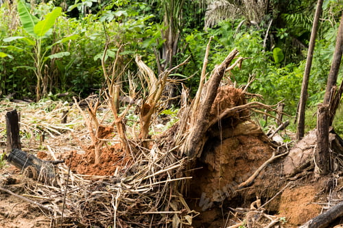Preview: Image Of Peruvian Forest With Human Intervation. Deforestation Due To Human Activity.