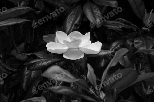Preview: Magnolia Flower Blooming On The Tree