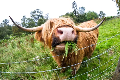 Preview: Close Up Of A Brown Highland Bull In Fresh Green Pastures In The Scottish Highlands