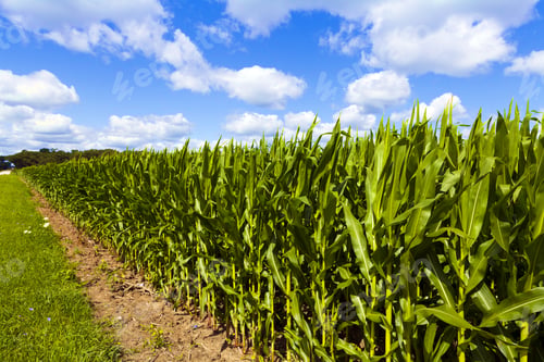 Preview: Corn Field With Cloudy Sky