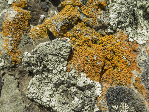 Preview: Detail, Close-Up, Of A Yellow And Grey Lichens. Located On High Mountains. Patagonia, Argentina.