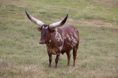 Preview: Ankole Longhorn Cow In A Field Of Grass