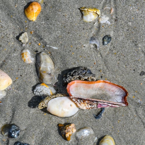 Preview: A Close Up View Of Shells As They Lay As Washed Up On A Florida Beach