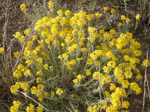 Preview: Yellow Wild Flowers In The Desert