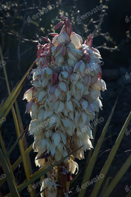 Preview: Yucca Flower Outdoors