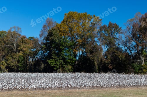 Preview: Blooming Cotton Field Ready For Harvest With Blue Sky