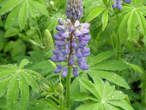 Preview: Flowering Purple Lupin With Dew Drops On It'S Leaves.