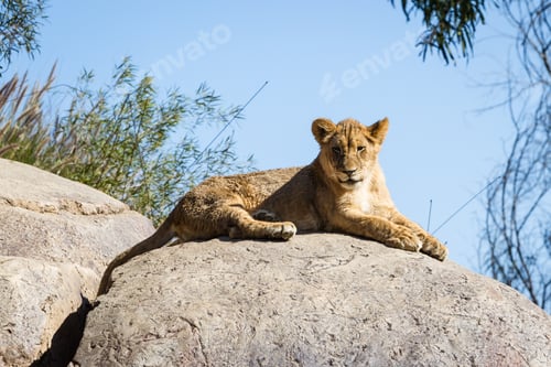 Preview: Close Up Of A Lion Cub Sitting On A Rock Enjoying The Sunshine