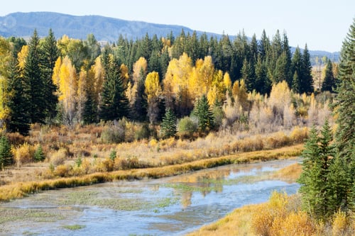 Preview: Yellow And Orange Leaves Of Fall