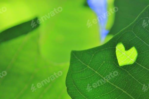 Preview: Green Leaves Of Life - Nature Background And Texture - Loving Beauty And Heart-Shaped Inspiration