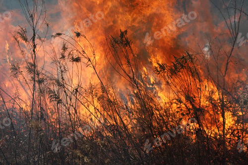 Preview: A Controlled Burn In Saint Louis Protected Prairie Fields, Missouri, Usa. Controlled Burns Help