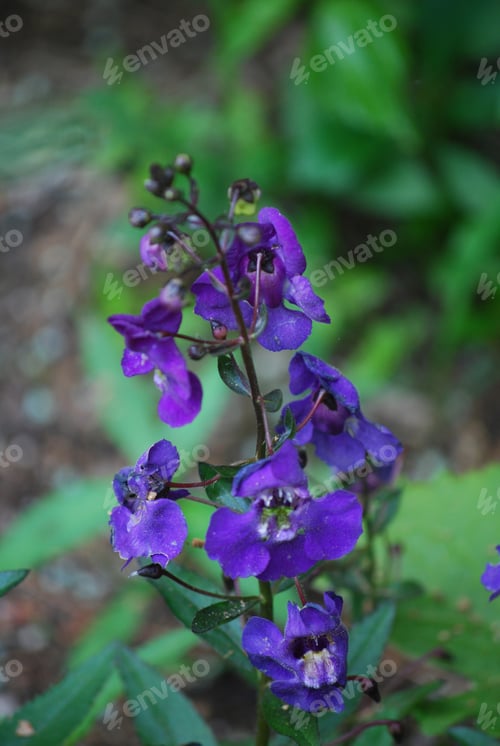 Preview: Blooming Delphinium Flower Blossoms In A Garden.