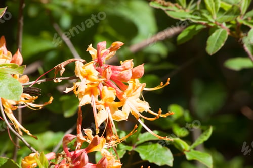 Preview: Yellow And Pink Flowers On A Bush