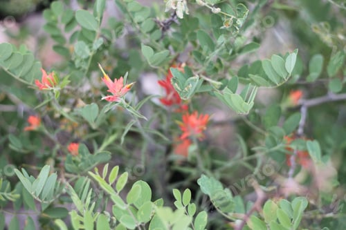 Preview: A Bush Of Castilleja Subinclusa With Orange Flowers 8156