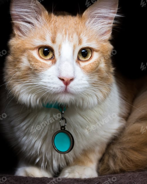 Preview: Close Up Of A Beautiful Orange And White Cat Wearing A Name Tag In A Dark Home Setting