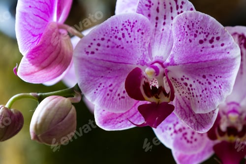 Preview: Close Up Of Beautiful Colorful Tropical Orchids In Costa Rica