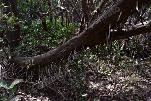 Preview: Mangrove Tree Rooting In The Spanish Lagoon.