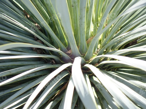 Preview: Close Up Of Cactus Leaves And Thorns