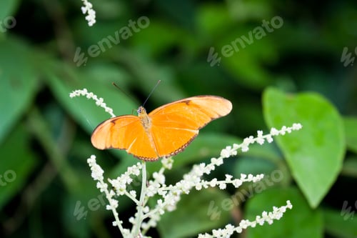 Preview: Closeup Of An Orange Butterfly Feeding On Wild Flowers