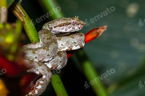 Preview: Close Up Of A Eyelash Viper Wrapped Around A Tropical Flower In Costa Rica