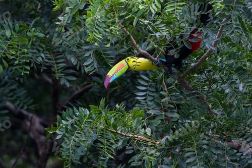 Preview: Keel Billed Tucan Perched On A Tree In The Rainforest Of Costa Rica