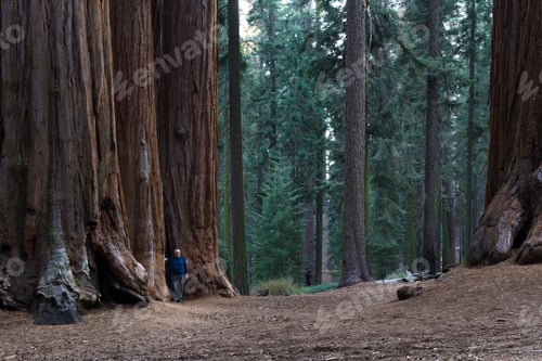 Preview: Sequoia Np, California - November 18: Senior Man Posing For A Picture At The Base Of The Giant